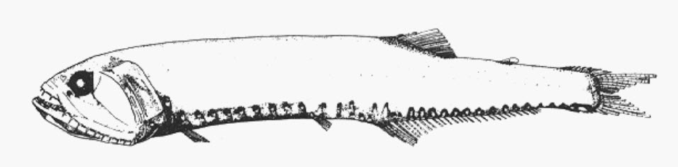 Gonostoma denudatum_0001.jpg